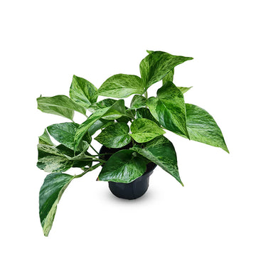 Money Plant Marble..